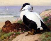 Common Eider Ducks - 阿奇博尔德·索伯恩